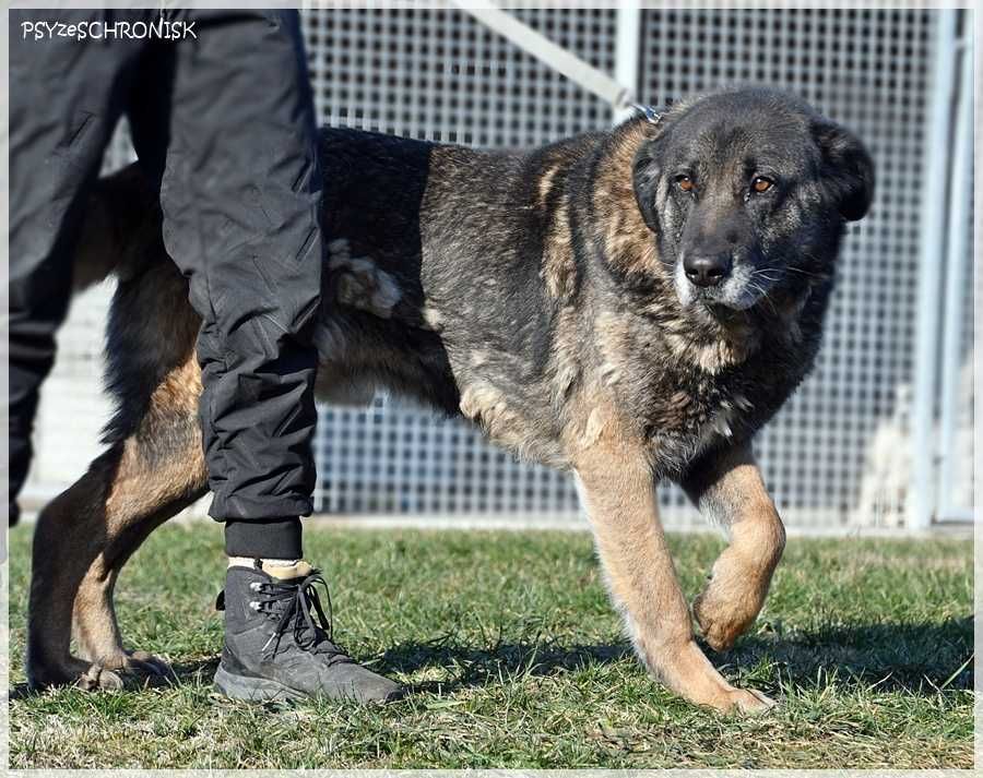 Haps – wielkopies z charakterem – lubi ludzi, potrzebuje przestrzeni