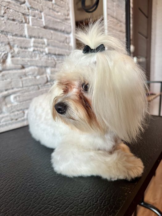 Groomer, Psi fryzjer