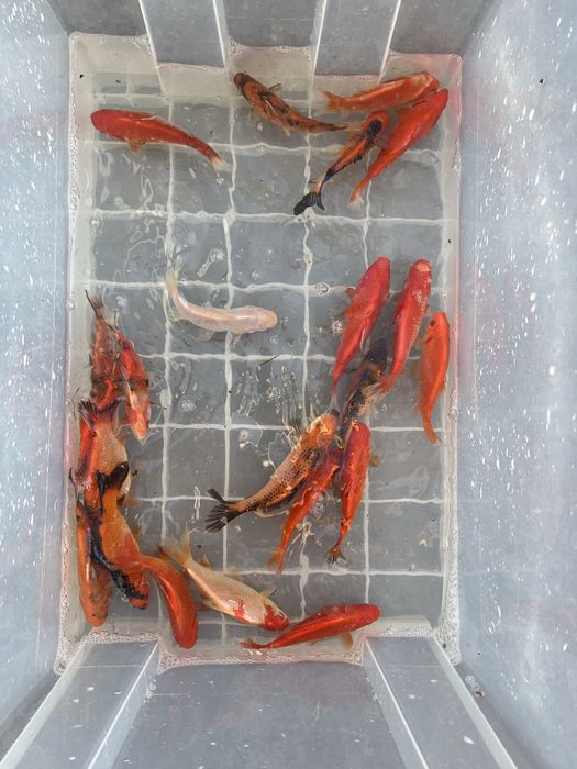 Karp koi karpie koi ryby do oczka stawu narybek