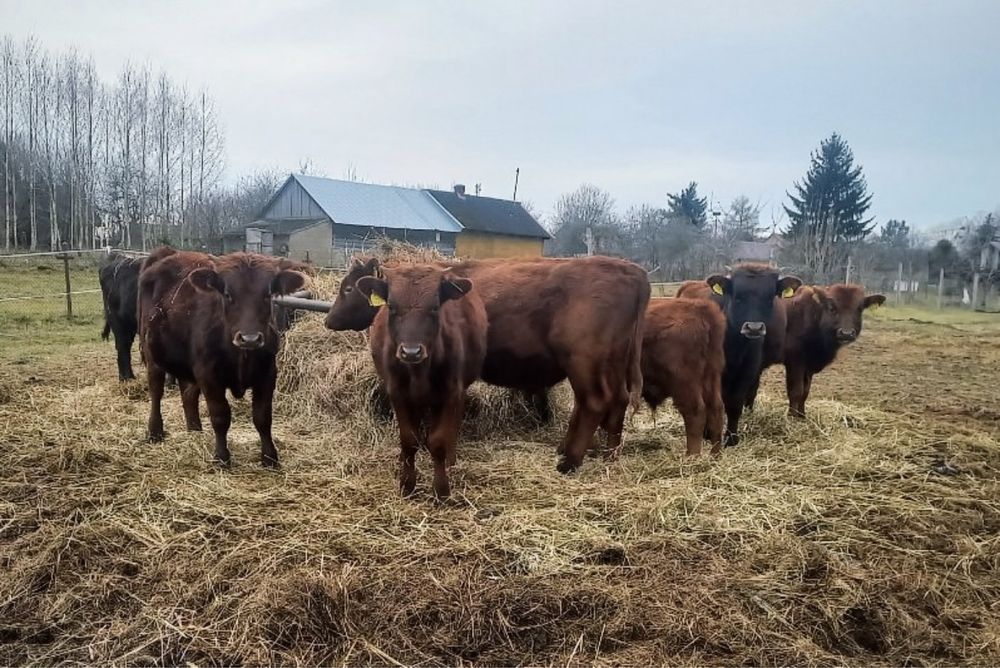 Młode byki rasy Polska Czerwona