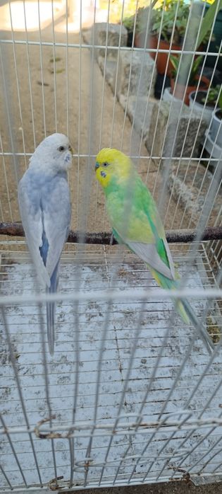 casal periquitos arco-íris