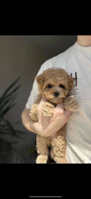 Мальтипу/ Пушон / Той-пудель, є Доставка за кордон