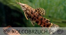 Kiryśnik czarnoplamy - Megalechis thoracata - dowóz, wysyłka