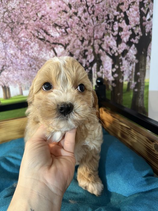 Maltipoo piesek f1