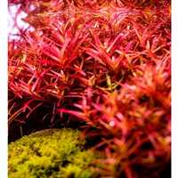 Rotala rotundifolia colorata KOSZYK XXL roślina do akwarium