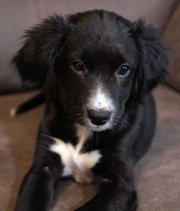 Хвостате щастя для Вас!