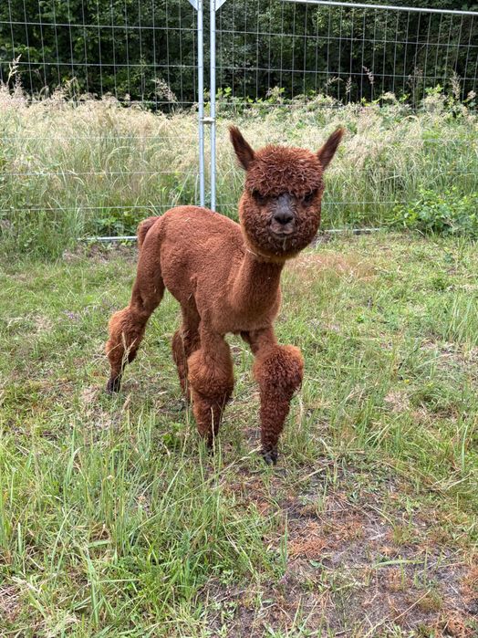 Sprzedam Samice Alpaki