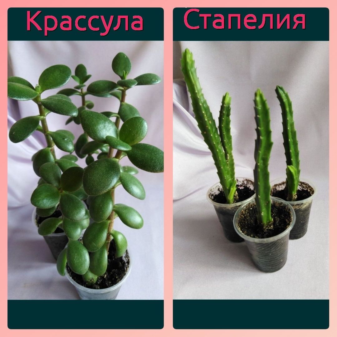 Оксалисы 3с., суккуленты: кактус стапелия алое крассула каланхое лечеб