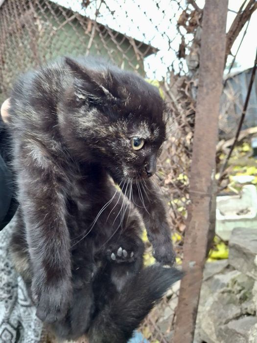 котик, кошеня, кіт