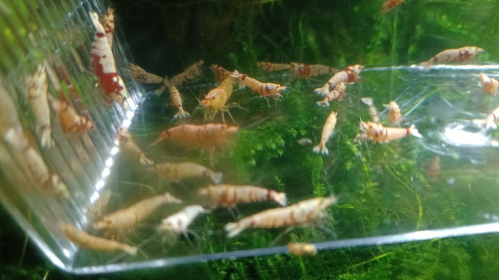 Krewetki poselekcyjne Fancy Tiger