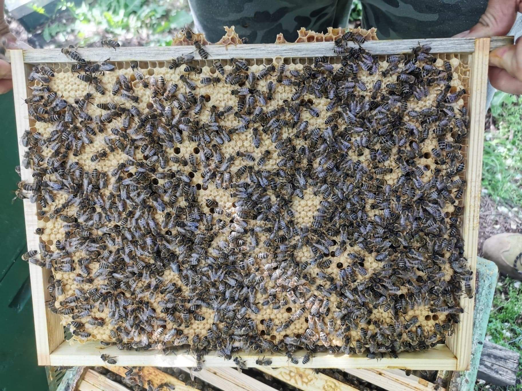 Matki pszczele unasiennione, czerwiące Krainki
