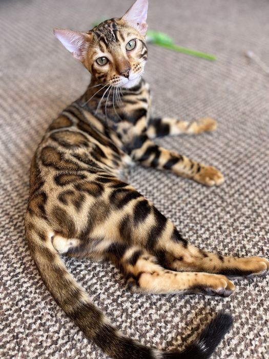 Бенгальские котята  Бенгальські кошенята