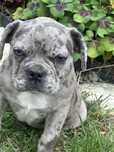 Buldog francuski 3 miesi  merle chlopak