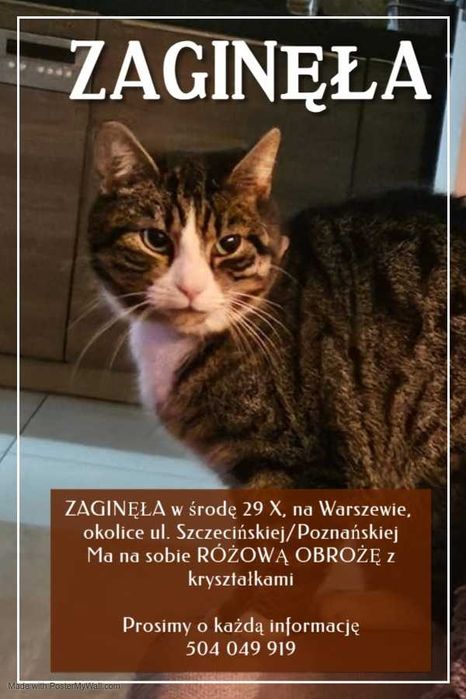 Zaginęła kotka Warszewo, Szczecińska