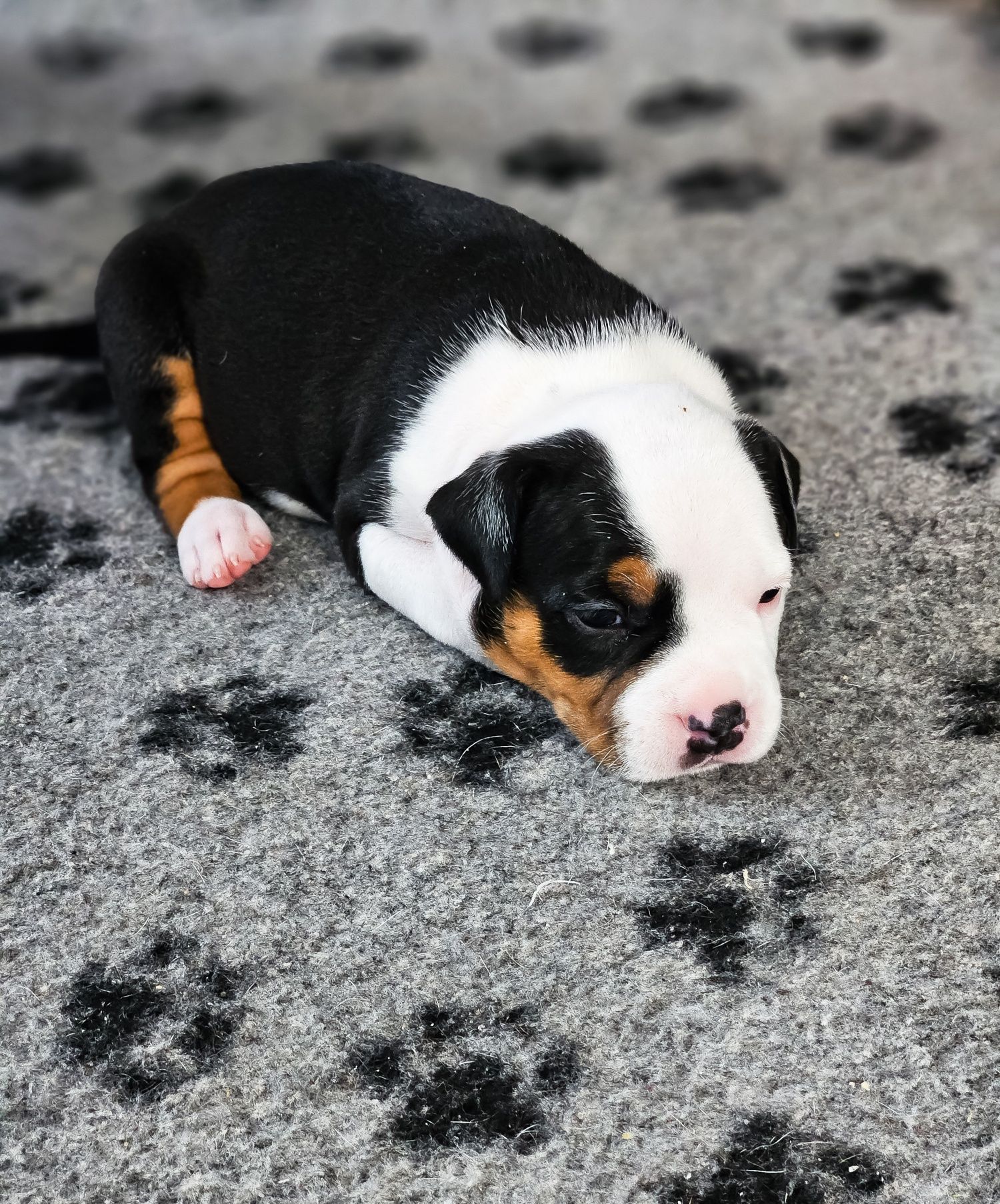 Amstaff Suczka Tricolor