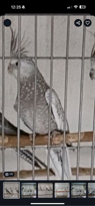 Caturras (machos)