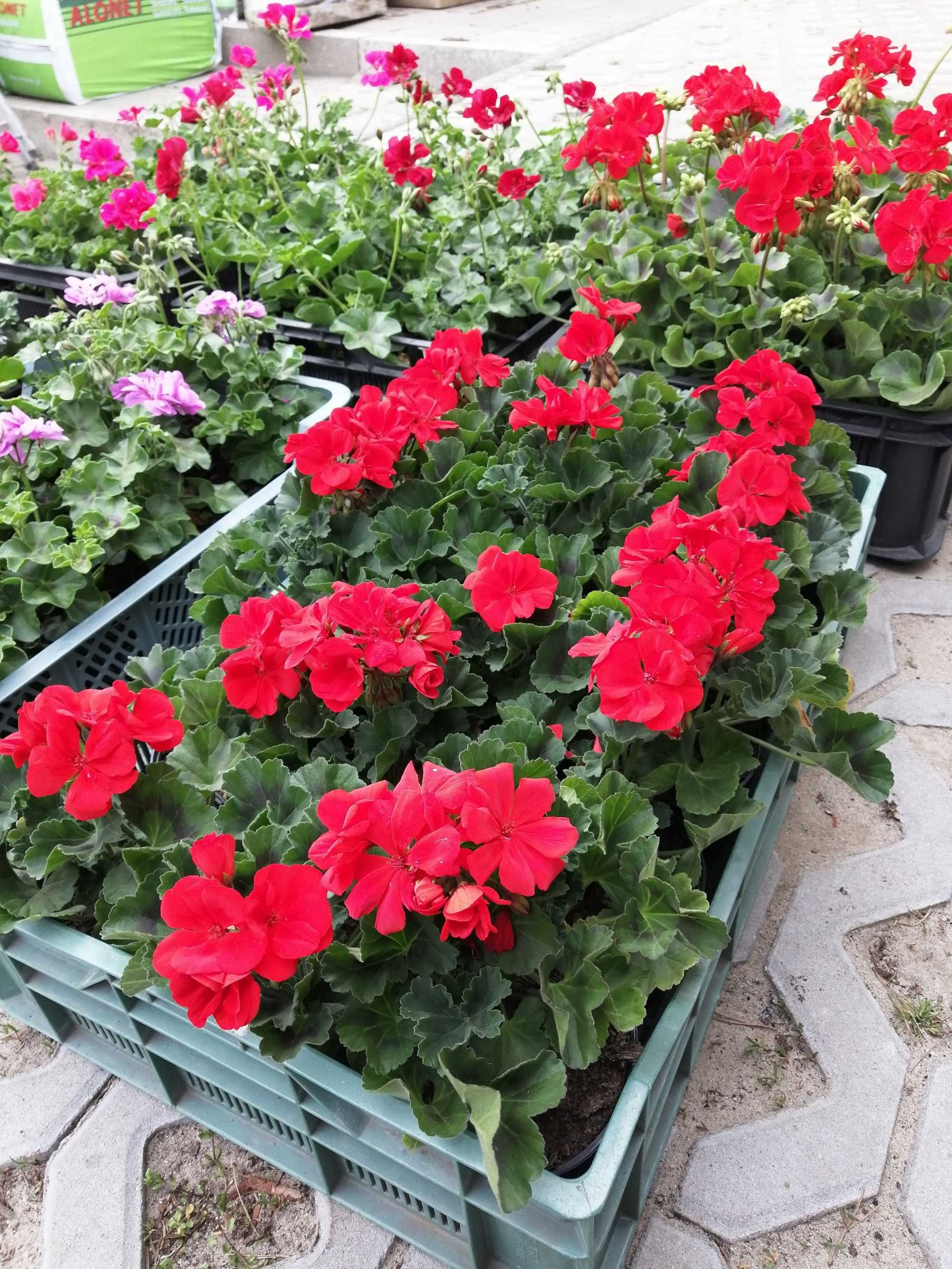 Kwiaty balkonowe. Pelargonia, Surfinia, Begonia