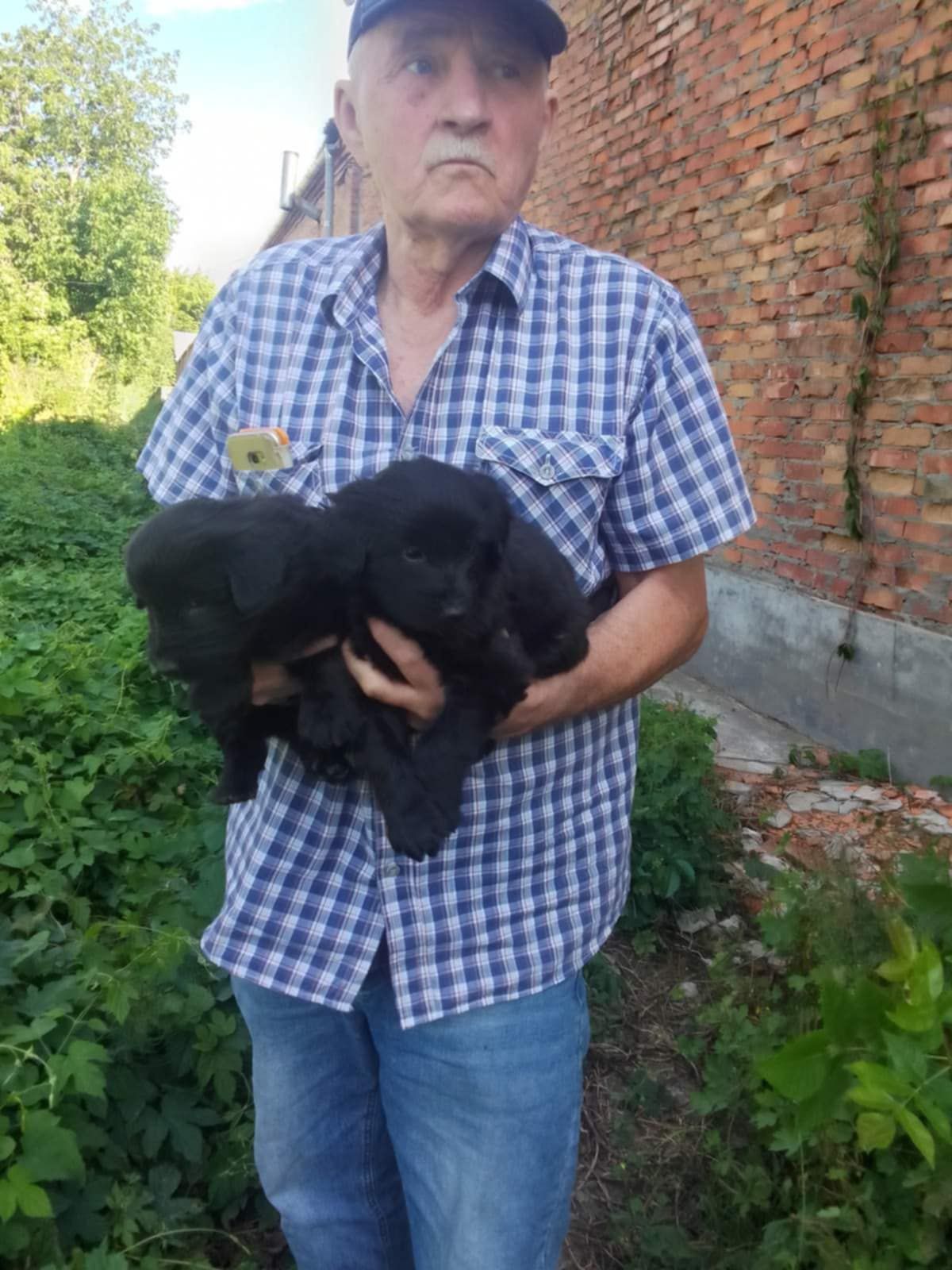 Віддам в добрі руки цуценят
