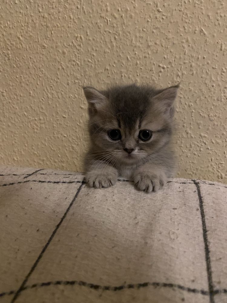 Манчкін scottish munchkin toy