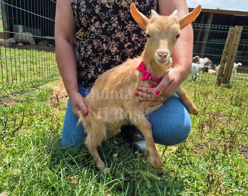 Cabras Micro Anãs e Anãs - Únicas e Especiais