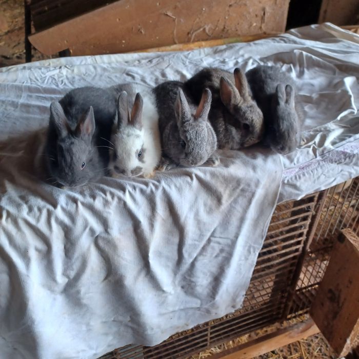 Vendo coelhos anões