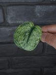 Scindapsus Dark Silver Cloud Variegata #5