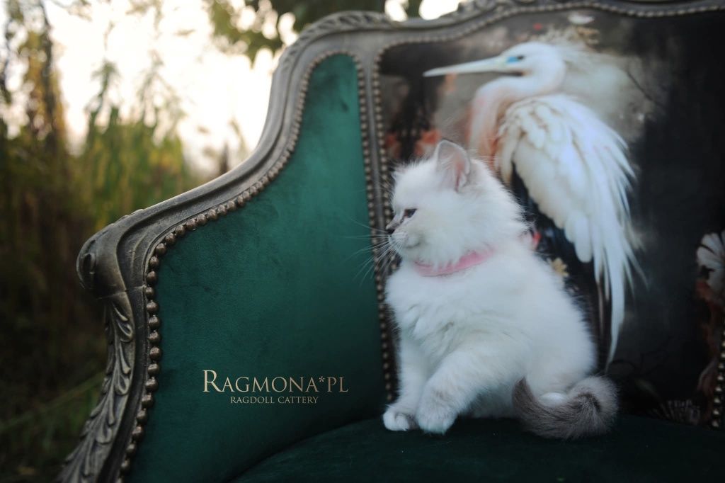 Kocurek ragdoll seal bicolour lynx kociak