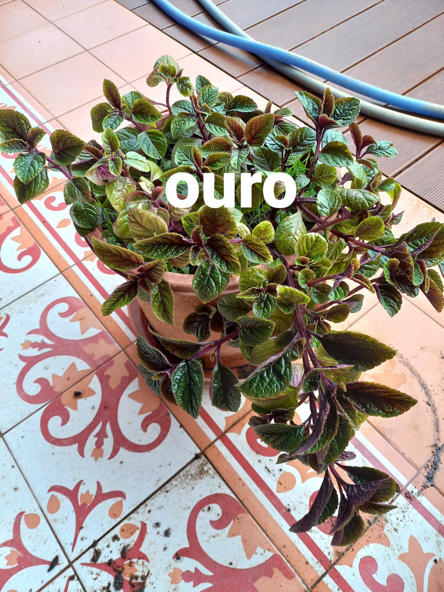 Plantas de incenso (bastardo),  mirra e ouro