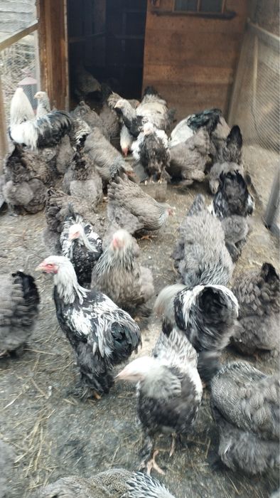 Brahma Olbrzymia Srebrna i Kuropatwiana jaja lęgowe