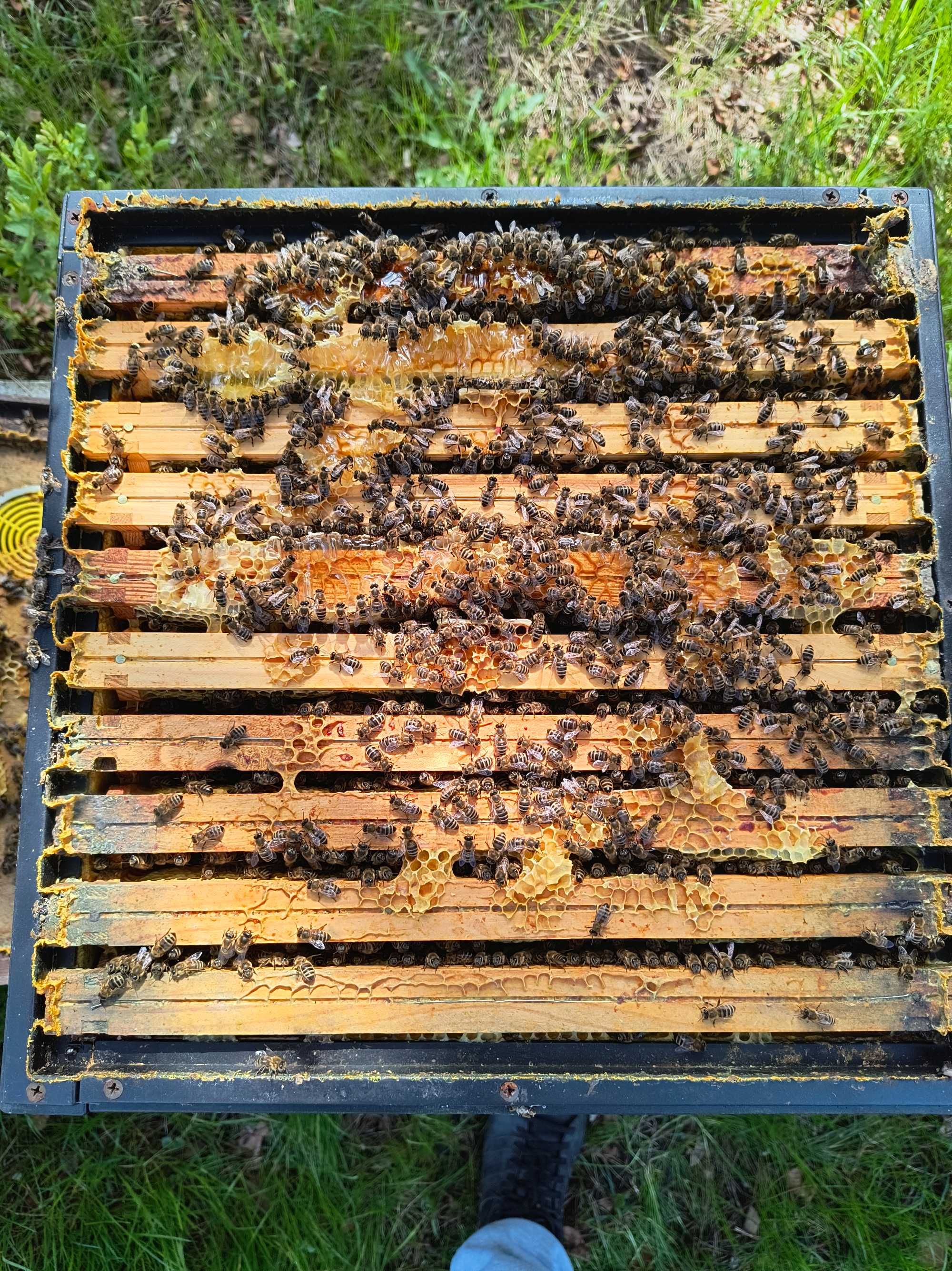 Rodziny pszczele Pszczoly