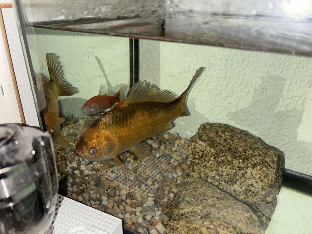 Aquario 60 litros