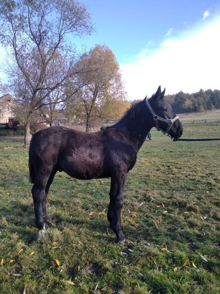 Źrebak ogierek kary