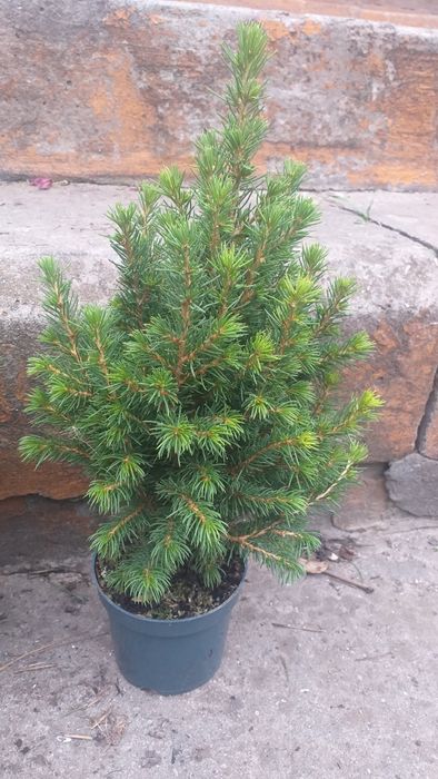 Канадська Ялинка Коніка.