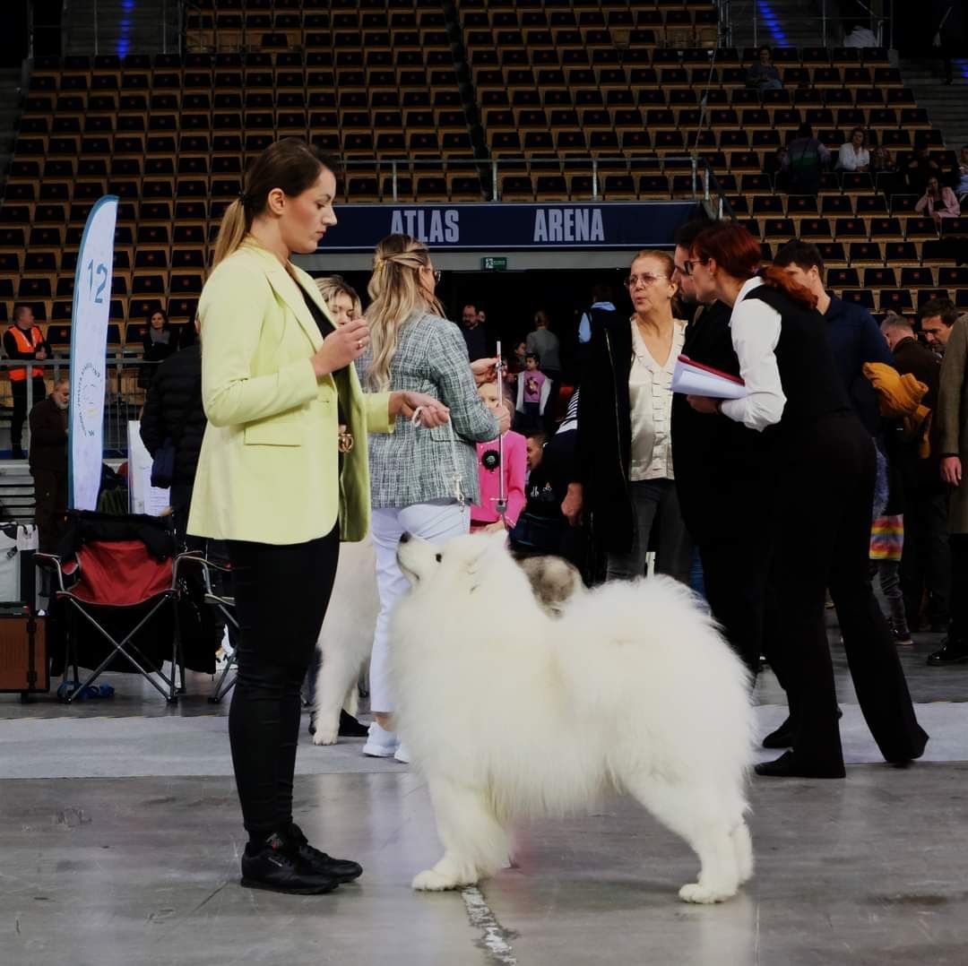 Reproduktor Samoyed FCI