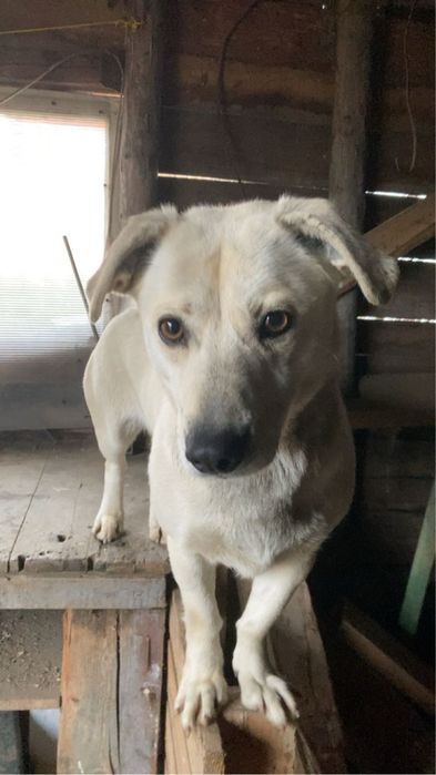 Oddam w dobre rece suczke lune