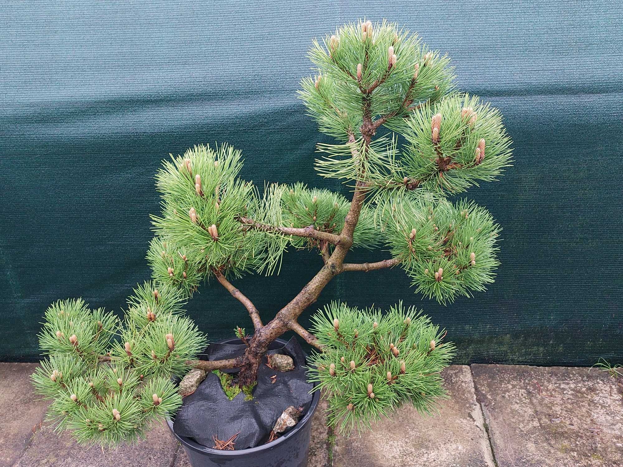 Niwaki, bonsai, sosna czarna `Nana`, szkółka krzewów bonsai.