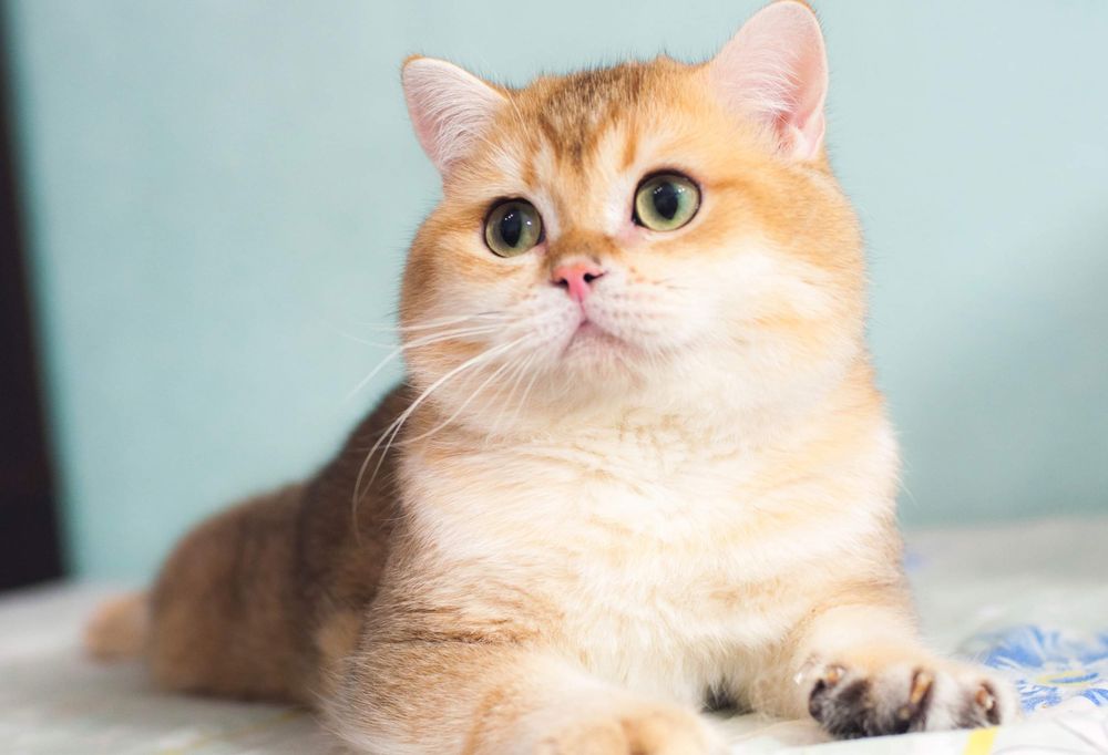 Шикарный вяжущий молодой котик золотая шиншилла (ny 11)