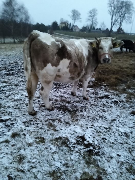 Sprzedam krowy cielne