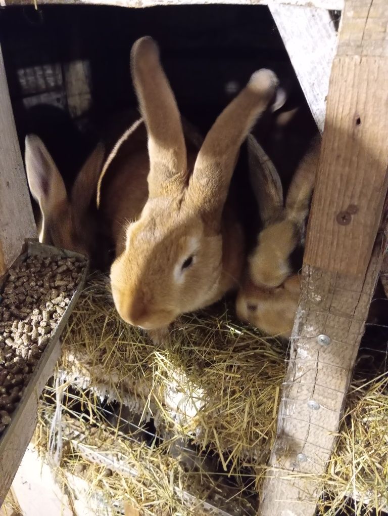 Продам кролики зайці