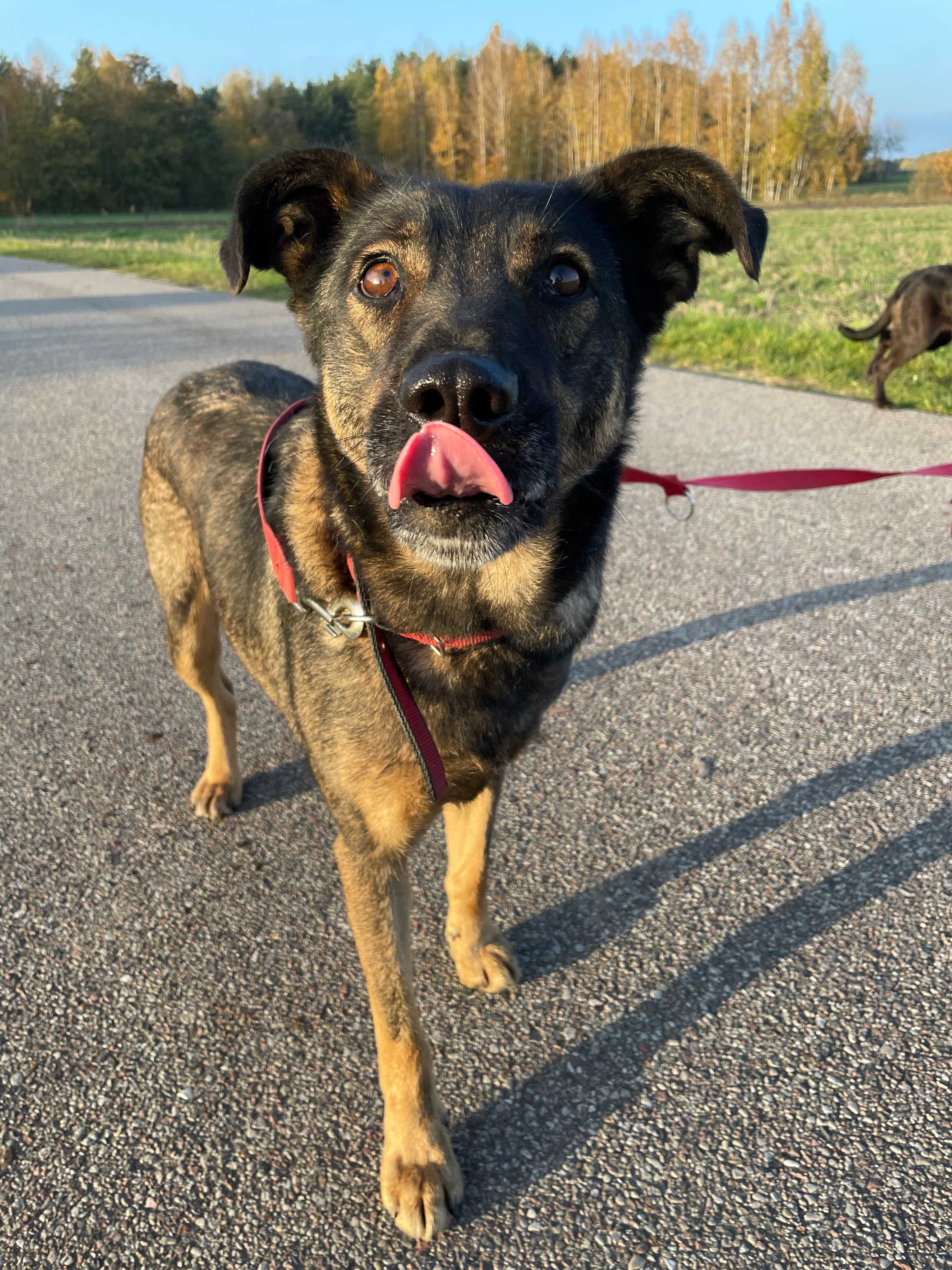 Ora - Schronisko Canis w Kruszewie, piesek do adopcji