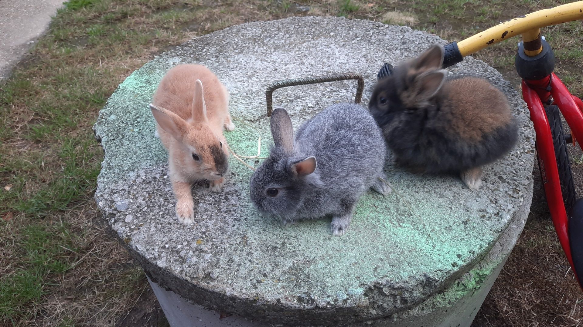 Króliki miniaturka