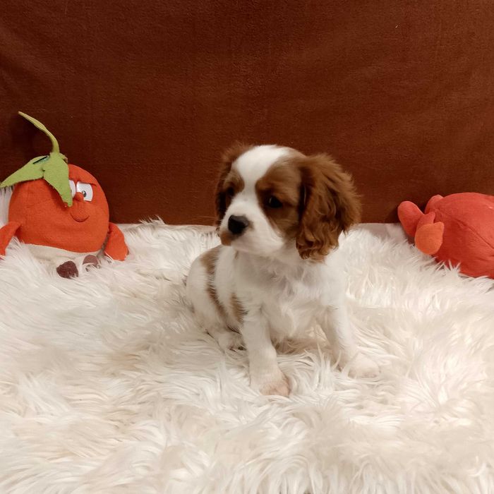 Cavalier King Charles Spaniel chłopiec