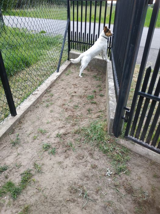 Piesek sierść biała