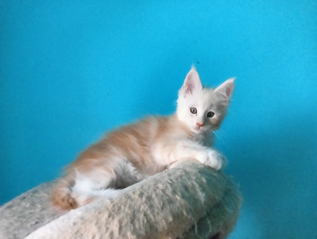 Maine coon rudy srebrzysty kocurek z rodowodem FPL