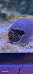 Krab pustelnik -Calcinus sp.