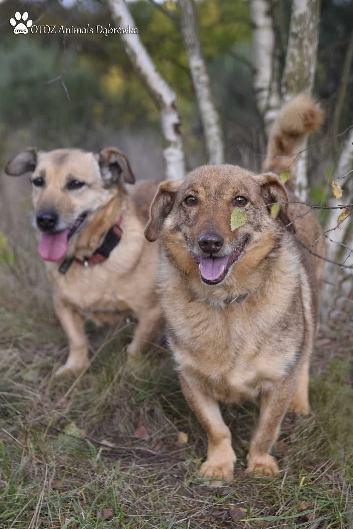 Goran i Greja jak stare dobre małżeństwo…. OTOZ Animals w Dąbrówce