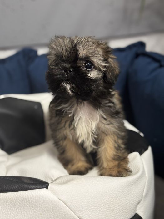 BIBI- urocza suczka Shih Tzu