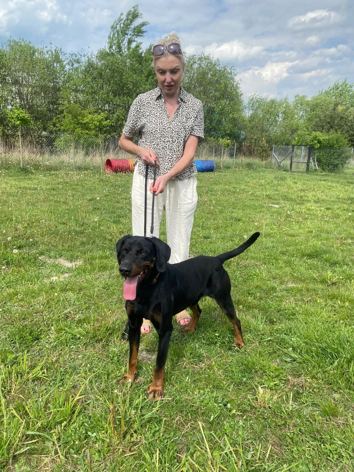 Hektor gończy polski do adopcji! Albo dom tymczasowy