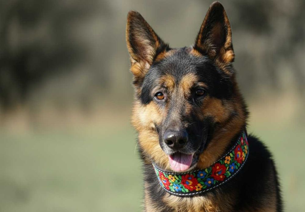 Satosz - przepiękny owczarek niemiecki szuka domu