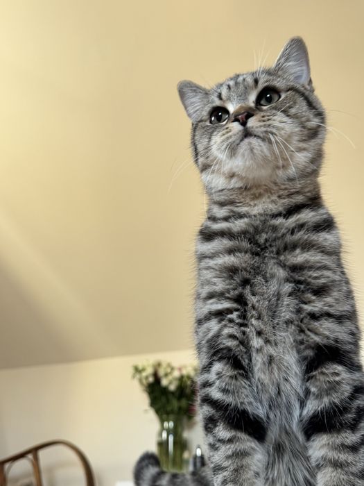 Kocurek brytyjski szynszyla